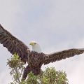 Adult Eagle Maestro (Framed 24 X 30) JAH-49